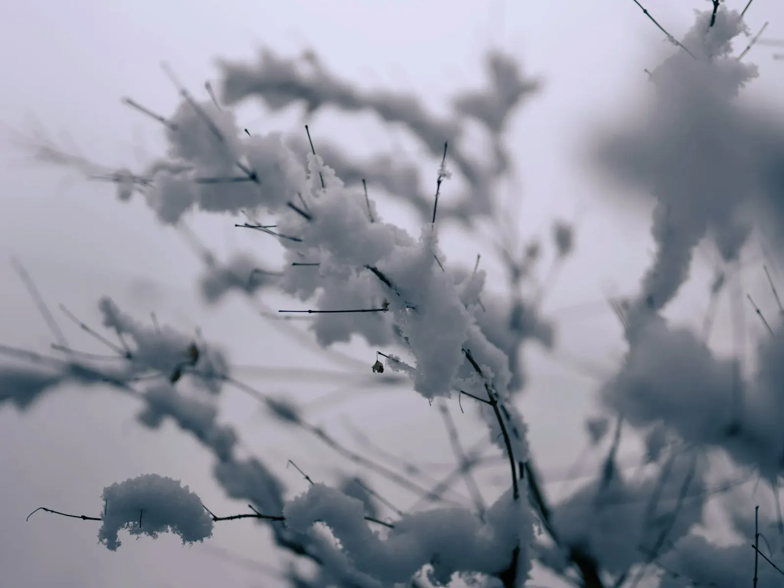 枝に纏わりつく雪を撮ってみた