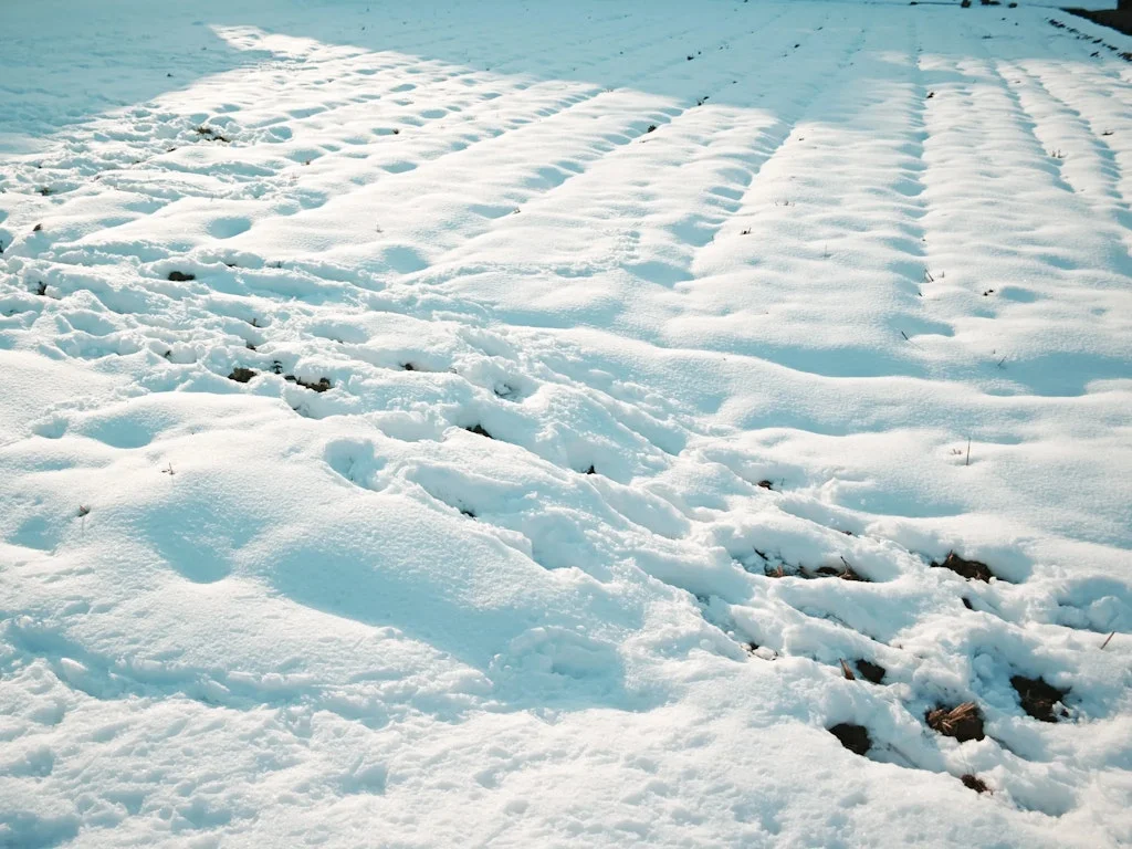 田んぼも雪によって陰影がつくと面白い