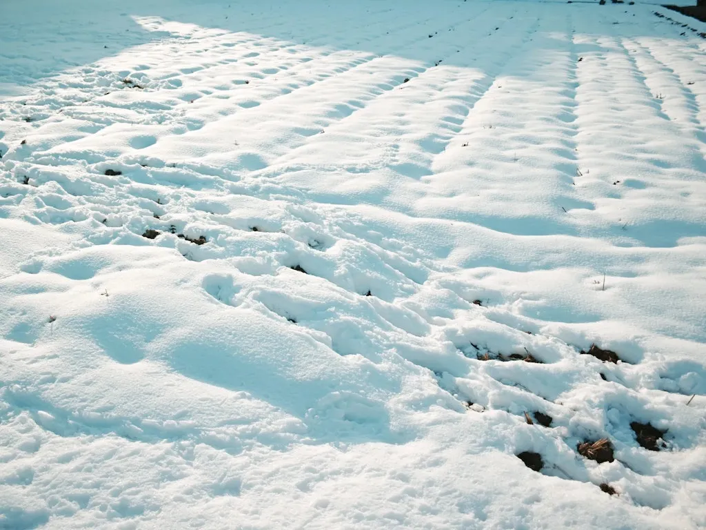 田んぼも雪によって陰影がつくと面白い