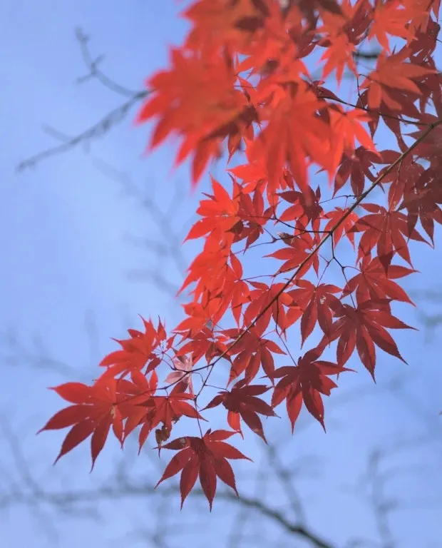 鶏足寺の紅葉