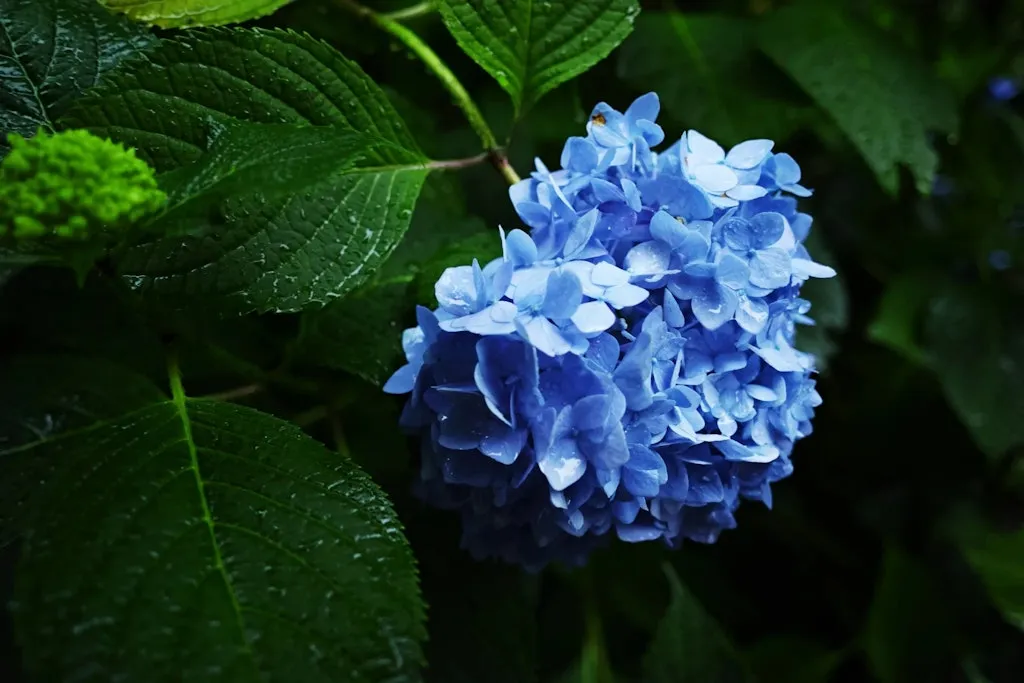 桂昌寺のあじさい